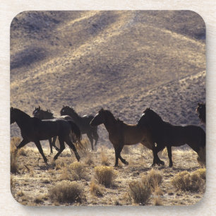 Wilde Mustang-Pferde in der Wüste 1 Getränkeuntersetzer