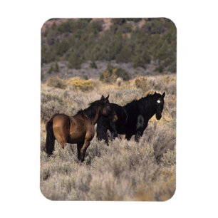 Wilde Mustang Pferde in der Wüste 2 Magnet