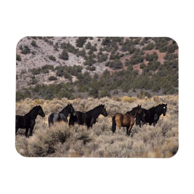 Wilde Mustang Pferde in der Wüste 2 Magnet (Horizontal)