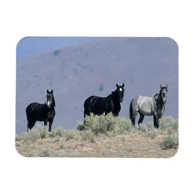 Wilde Mustang Pferde in der Wüste 3 Magnet (Horizontal)