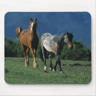 Wilde Mustang-Pferde Mousepad