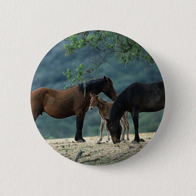 Wilde Mustang-Stute u. Fohlen Button (Vorderseite)