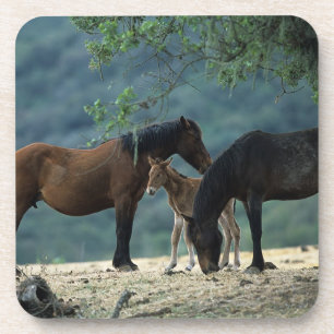 Wilde Mustang-Stute u. Fohlen Getränkeuntersetzer