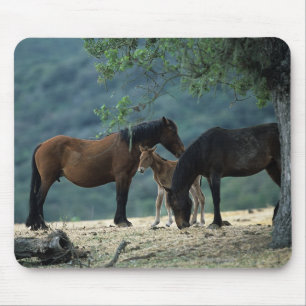 Wilde Mustang-Stute u. Fohlen Mousepad