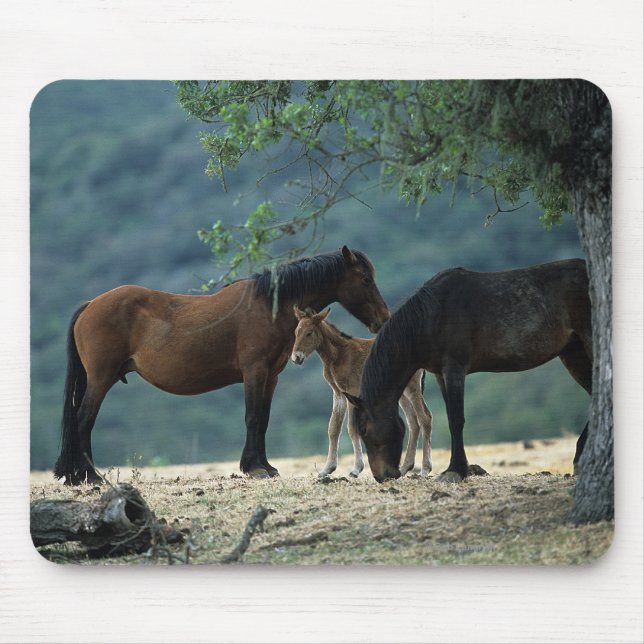 Wilde Mustang-Stute u. Fohlen Mousepad (Vorne)