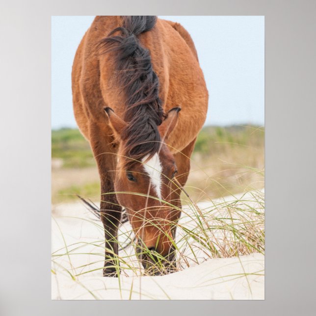 Wilde Mustangs oder Banker-Pferde Poster (Vorne)