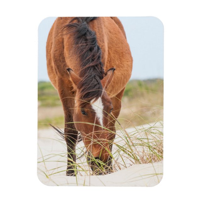 Wilde Mustangs oder Bankerpferde Magnet (Vertikal)