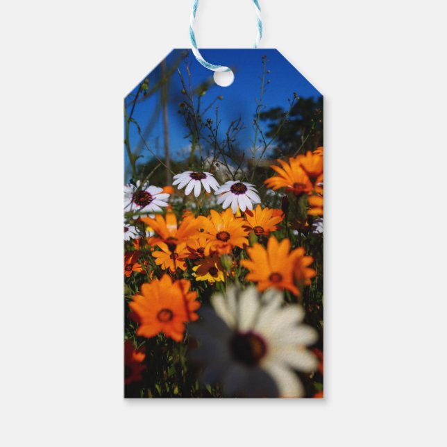 Wilde Namaqualand-Blume Geschenkanhänger (Vorderseite)
