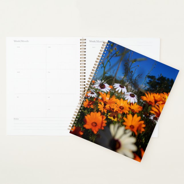 Wilde Namaqualand-Blume Planer (Anzeige)