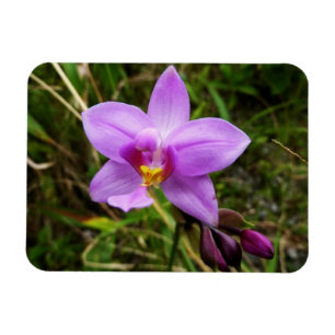 Wilde Orchidee Lila Tropenblume Magnet