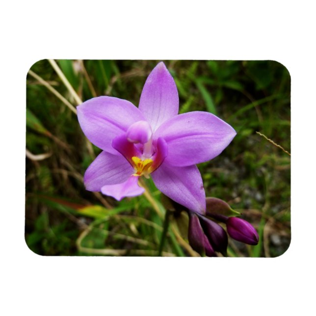 Wilde Orchidee Lila Tropenblume Magnet (Horizontal)