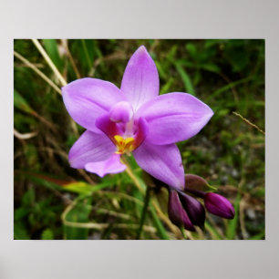Wilde Orchidee Lila Tropische Blume Poster