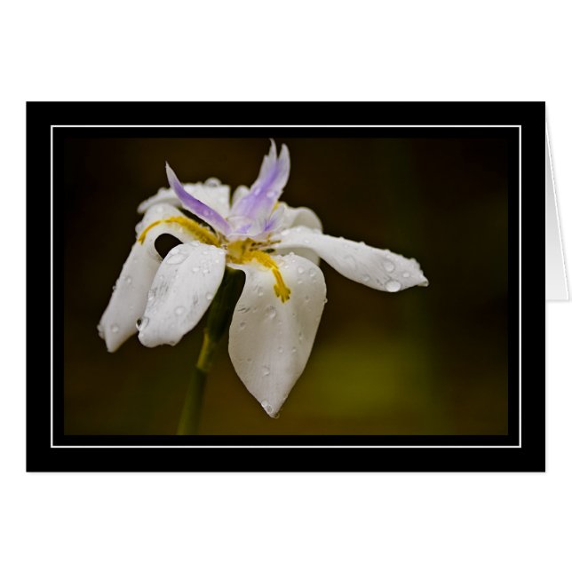 Wilde Orchideen-leere Karte (Vorderseite (Horizontal))