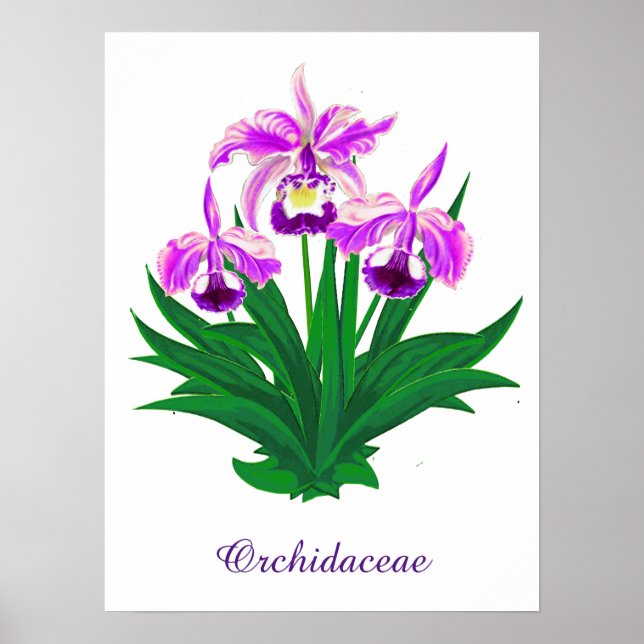 Wilde Orchideen - Lila Orchideen und Foliage Poster (Vorne)
