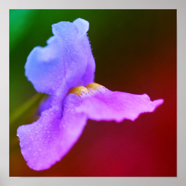 Wilde Orchideenblüte  Poster (Vorne)