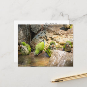 Wilde Papageien beim Baden in Spanien Postkarte