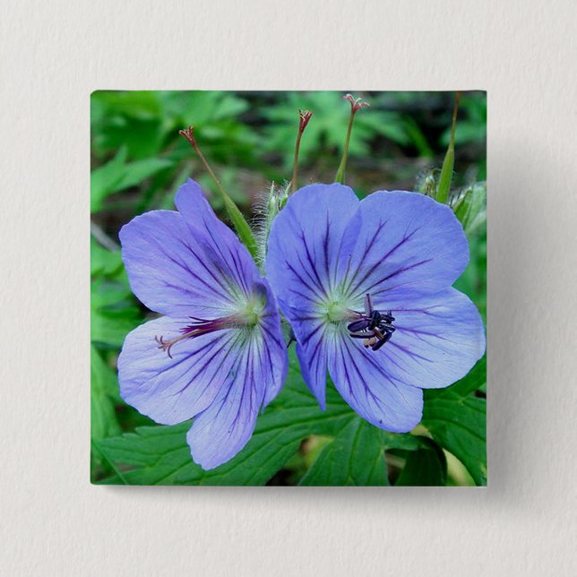 Wilde Pelargonie Button (Vorderseite)