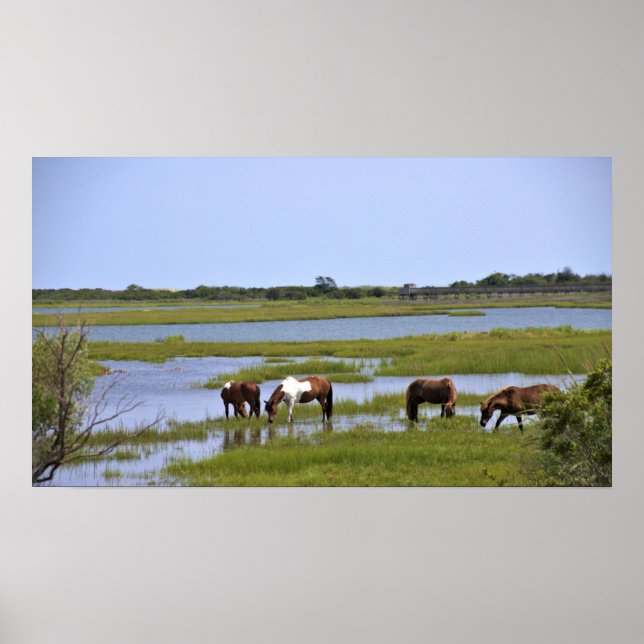 Wilde Pferde aus Assateague Poster (Vorne)