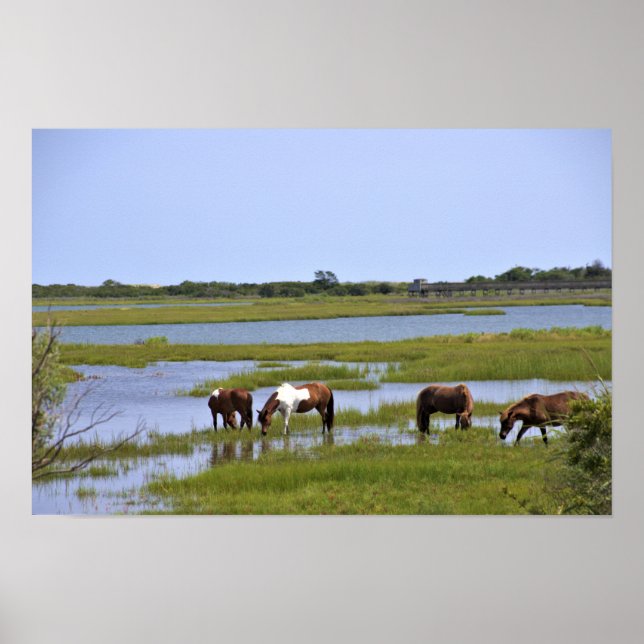 Wilde Pferde aus Assateague Poster (Vorne)