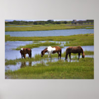 Wilde Pferde aus Assateague Poster