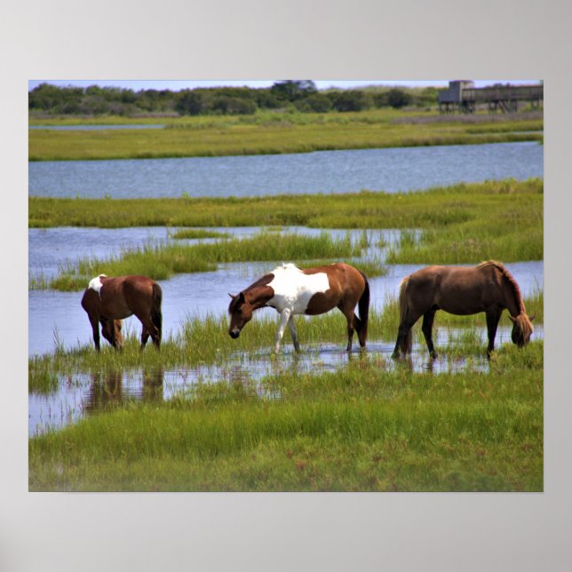 Wilde Pferde aus Assateague Poster (Vorne)