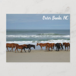 Wilde Pferde Außenbanks OBX Corolla NC Postkarte