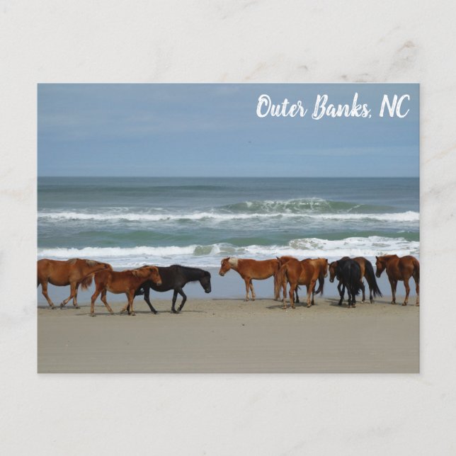 Wilde Pferde Außenbanks OBX Corolla NC Postkarte (Vorderseite)
