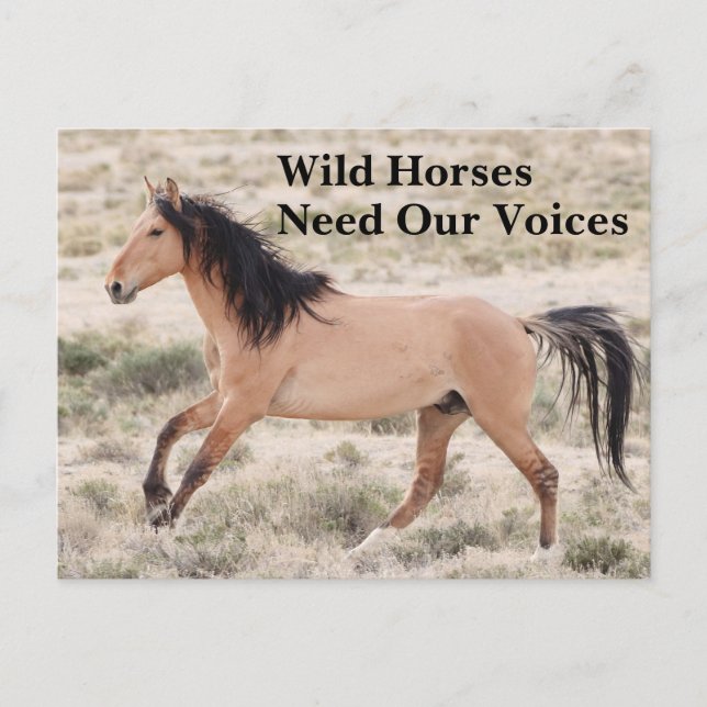 Wilde Pferde brauchen unsere Stimme Postkarte (Vorderseite)