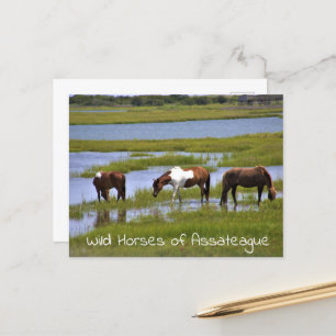 Wilde Pferde des Assateague Postcard Postkarte