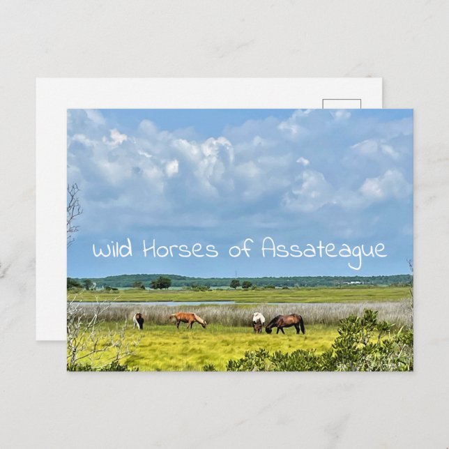 Wilde Pferde des Assateague Postcard Postkarte (Vorne/Hinten)