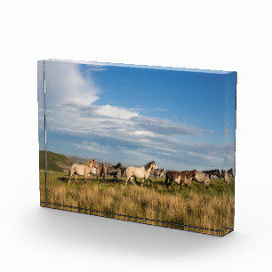 Wilde Pferde im Nationalpark Theodore Roosevelt Fotoblock