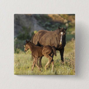 Wilde Pferde im Theodore-Roosevelt-Nationalpark Button