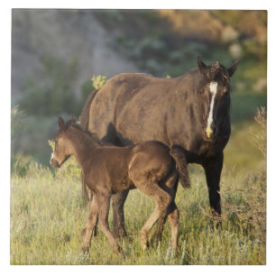 Wilde Pferde im Theodore-Roosevelt-Nationalpark Fliese