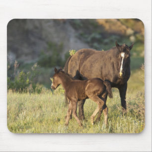 Wilde Pferde im Theodore-Roosevelt-Nationalpark Mousepad