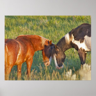 Wilde Pferde im Theodore-Roosevelt-Nationalpark Poster