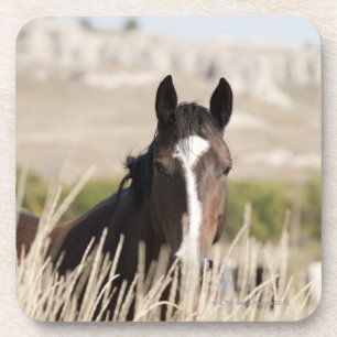 Wilde Pferde in South Dakota Untersetzer