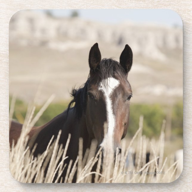 Wilde Pferde in South Dakota Untersetzer (Vorderseite)
