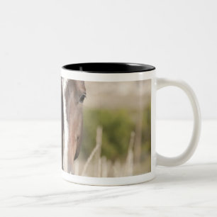 Wilde Pferde in South Dakota Zweifarbige Tasse