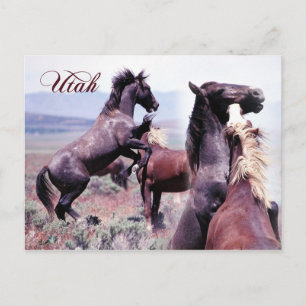 Wilde Pferde kämpfen, Utah Postkarte