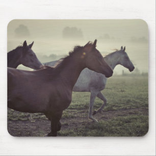 Wilde Pferde Mousepad