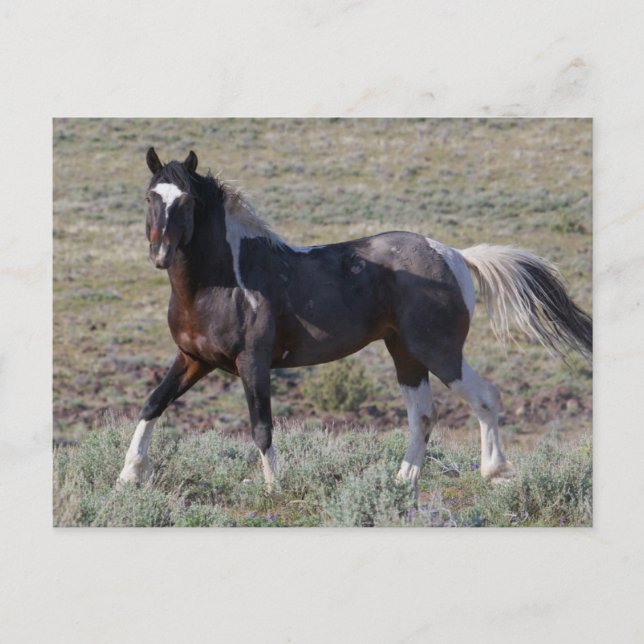 Wilde Pferde nach einem Staubbad Postkarte (Vorderseite)