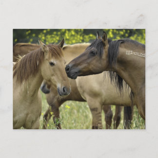 Wilde Pferde Postkarte