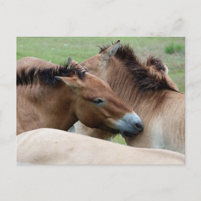 Wilde Pferde Postkarte (Vorderseite)