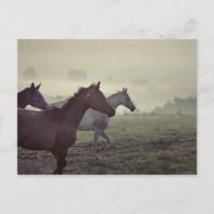 Wilde Pferde Postkarte