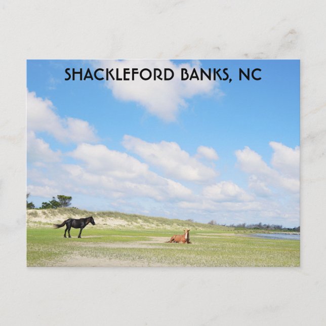 Wilde Pferde Shackleford Banks North Carolina Postkarte (Vorderseite)
