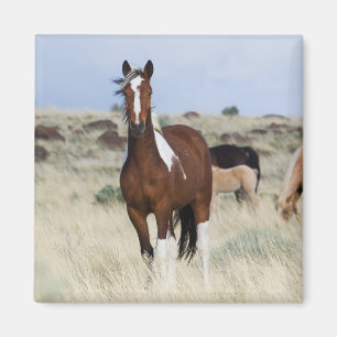 Wilde Pferde, Steens Mountains Magnet
