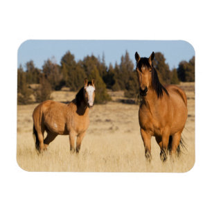 Wilde Pferde, Steens Mountains Magnet