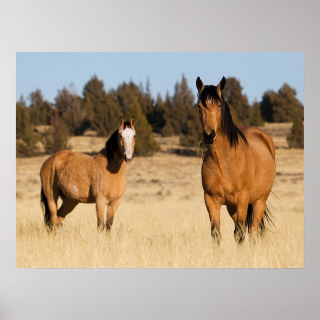 Wilde Pferde, Steens Mountains Poster (Vorne)