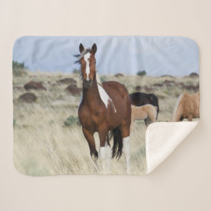 Wilde Pferde, Steens Mountains Sherpadecke