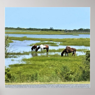 Wilde Pferde von Assateague Poster